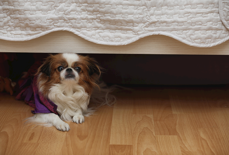 dog under bed